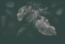 Nếu Chúa Không Chữa Lành